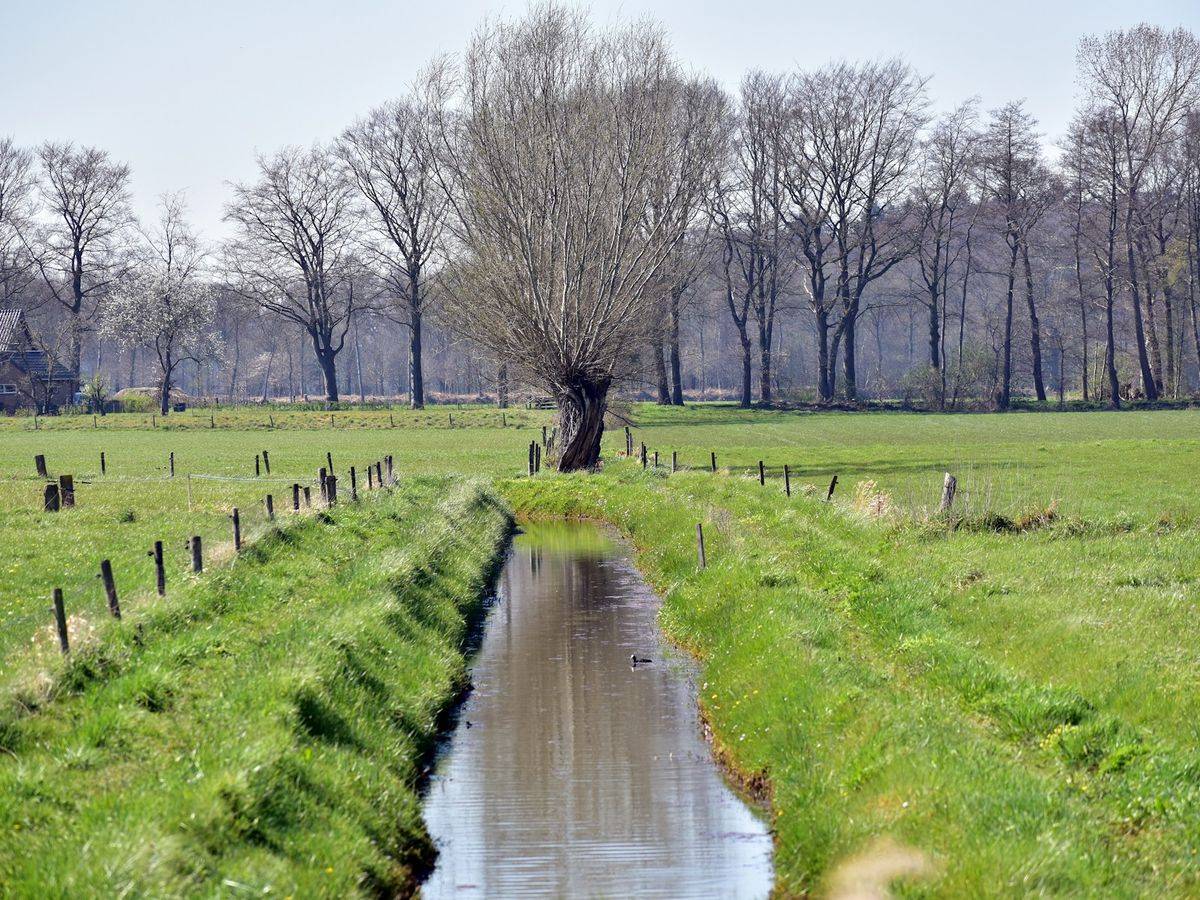 Grünland mit Wassergraben und Kopfweide, typische Landschaft am Niederrhein