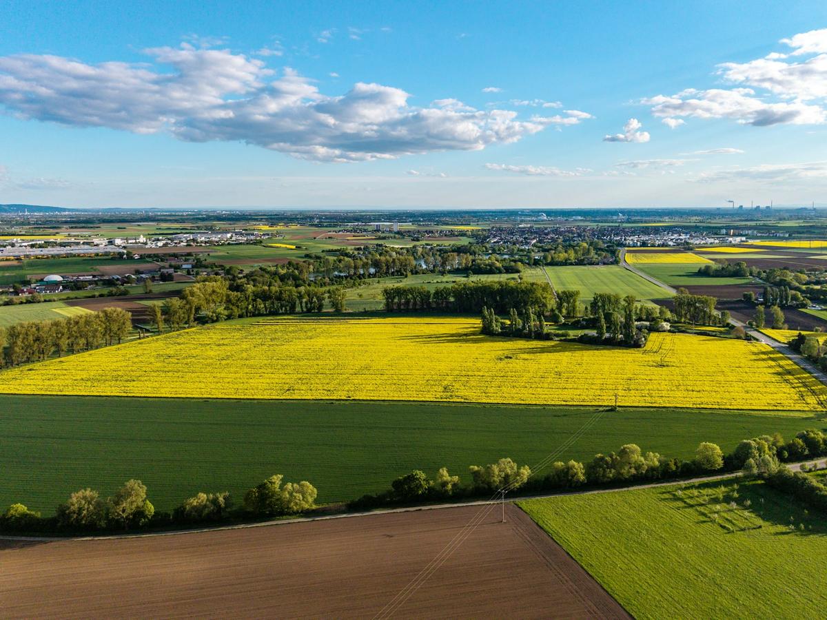 Luftbild einer Agrarlandschaft mit blühendem Rapsfeld
