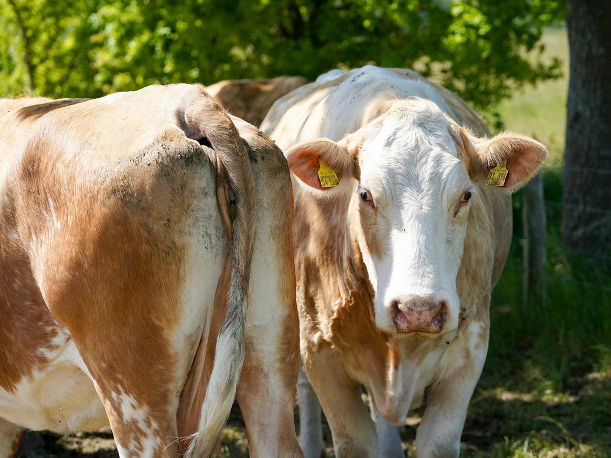 Zwei Kühe auf der Weide