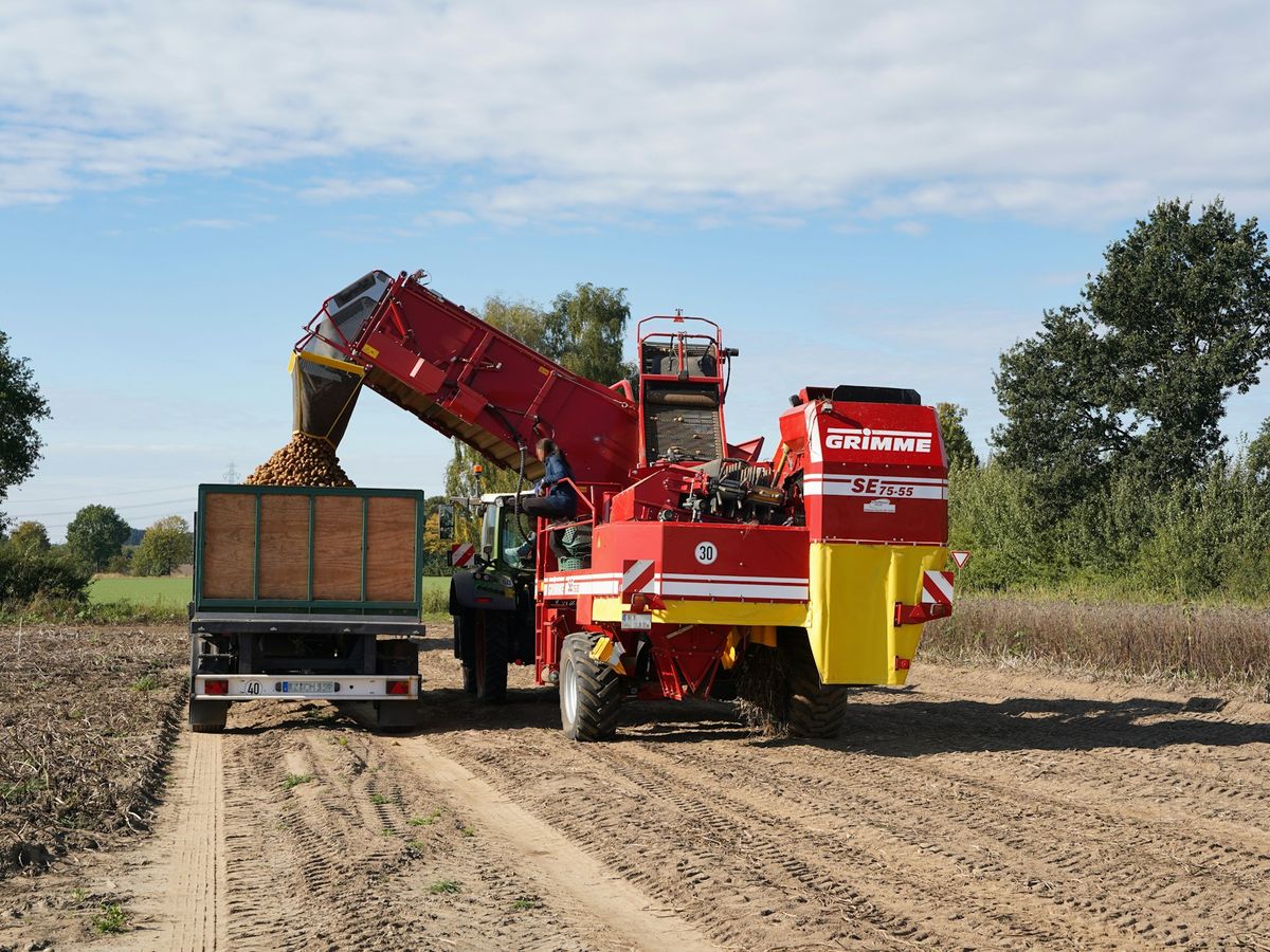 Kartoffelroder lädt bei der Ernte Kartoffeln auf einen Anhänger über