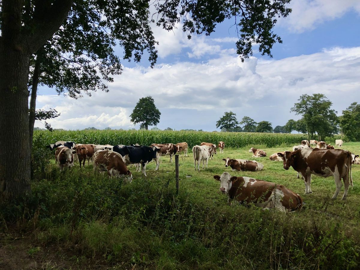 Milchkühe auf der Weide vor einem Maisfeld